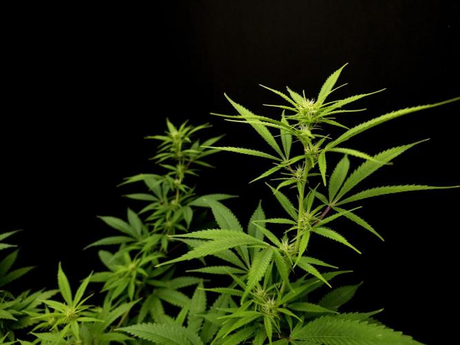 Power plant. Week 10