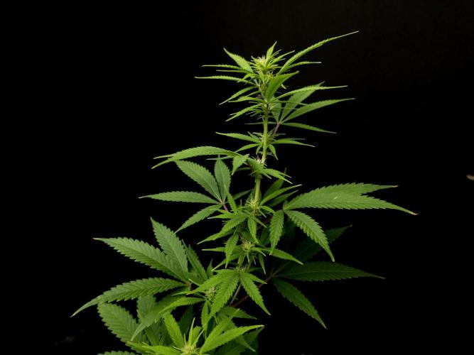 Power plant. Week 10
