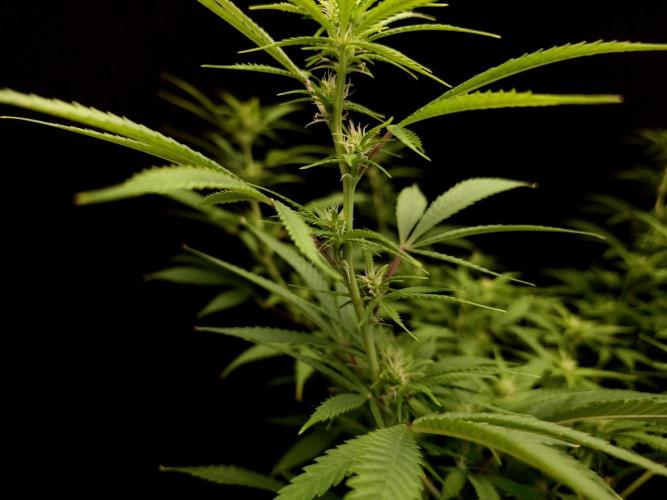 Power Plant. Week 10