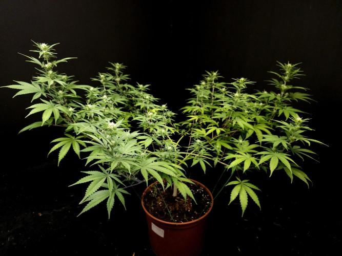 Zkittlez. Week 10