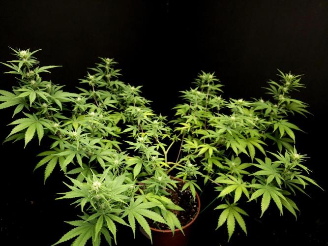 Zkittlez. Week 10