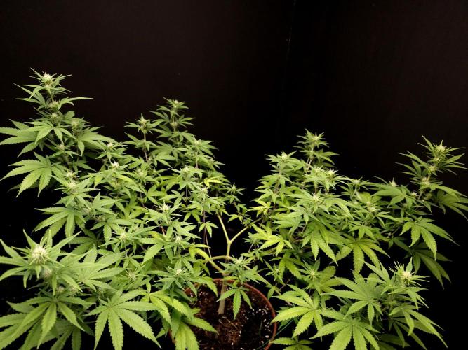 Zkittlez. Week 10