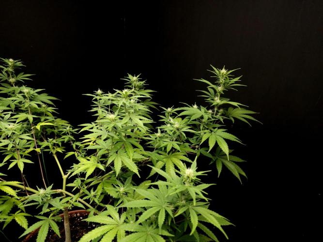 Zkittlez. Week 10