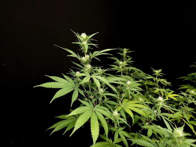 Zkittlez. Week 10