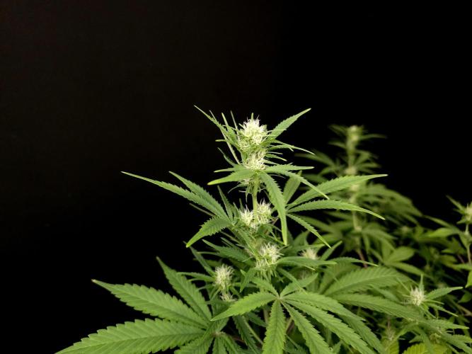 Zkittlez. Week 10