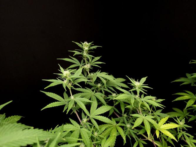 Zkittlez. Week 10