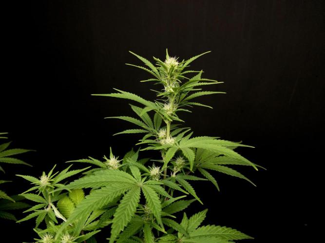 Zkittlez. Week 10