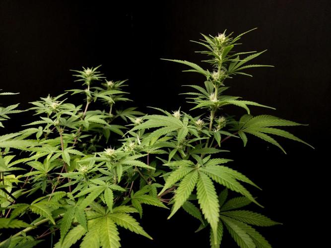 Zkittlez. Week 10