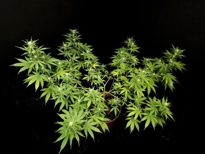 Zkittlez. Week 10