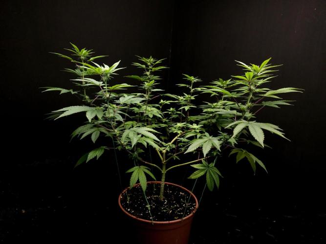 Girl Scoute Cookies. Week 10