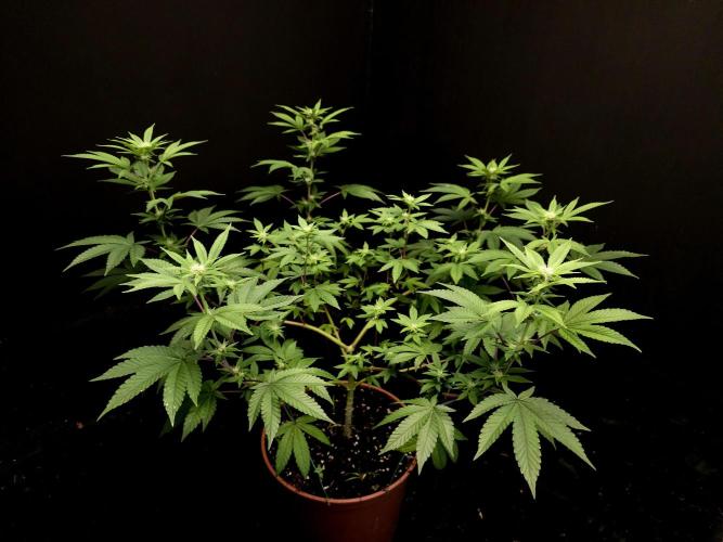 Girl Scoute Cookies. Week 10