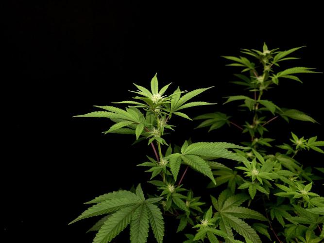 Girl Scoute Cookies. Week 10