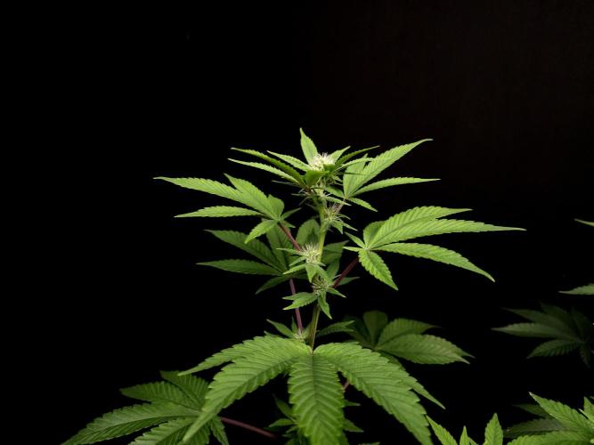 Girl Scoute Cookies. Week 10