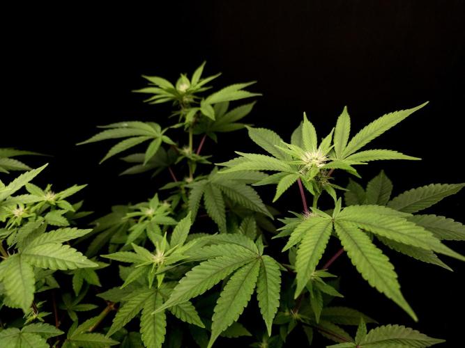 Girl Scoute Cookies. Week 10