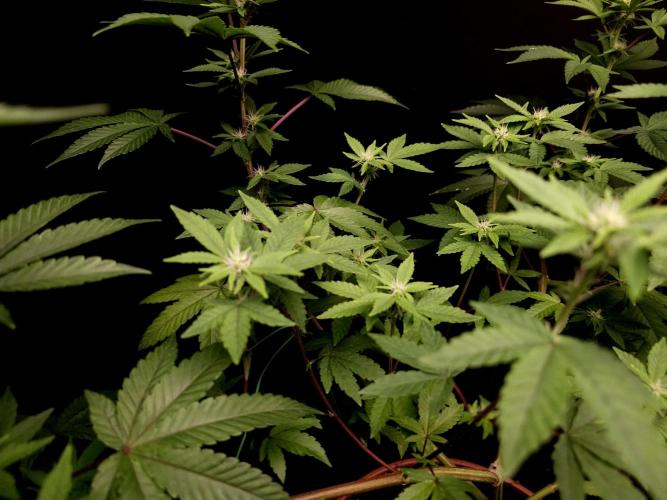 Girl Scoute Cookies. Week 10
