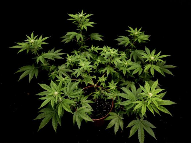 Girls Scout Cookies. Week 10