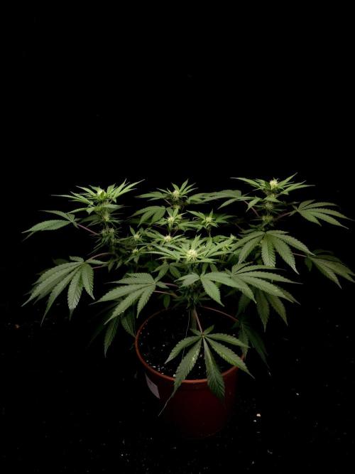 White Widow. Week 10