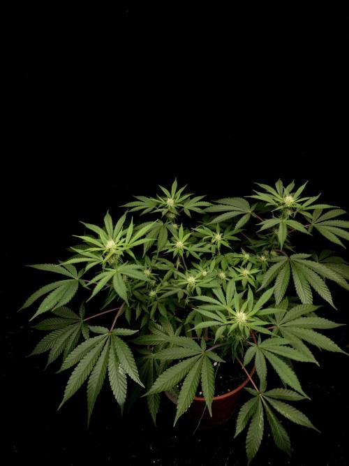 White Widow. Week 10