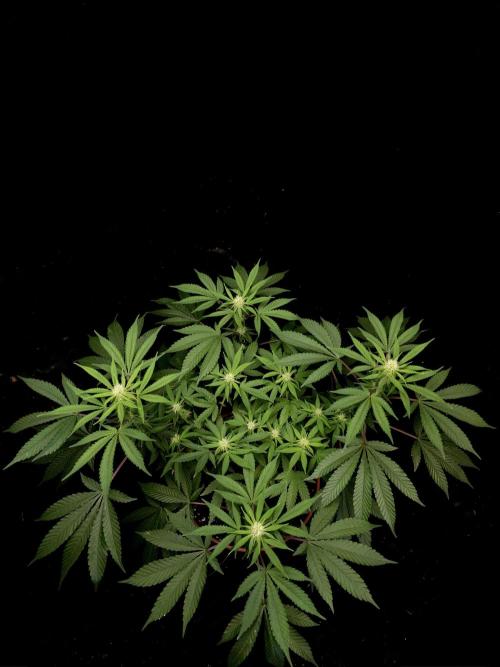 White Widow. Week 10