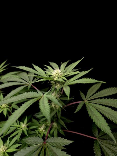 White Widow. Week 10