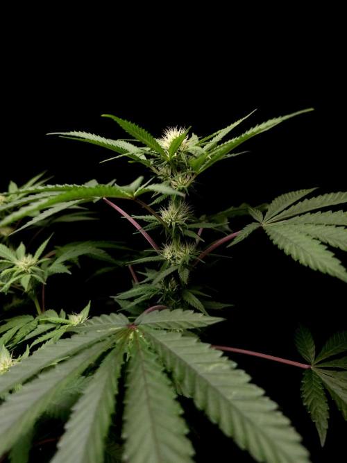 White Widow. Week 10