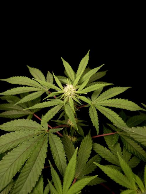 White Widow. Week 10