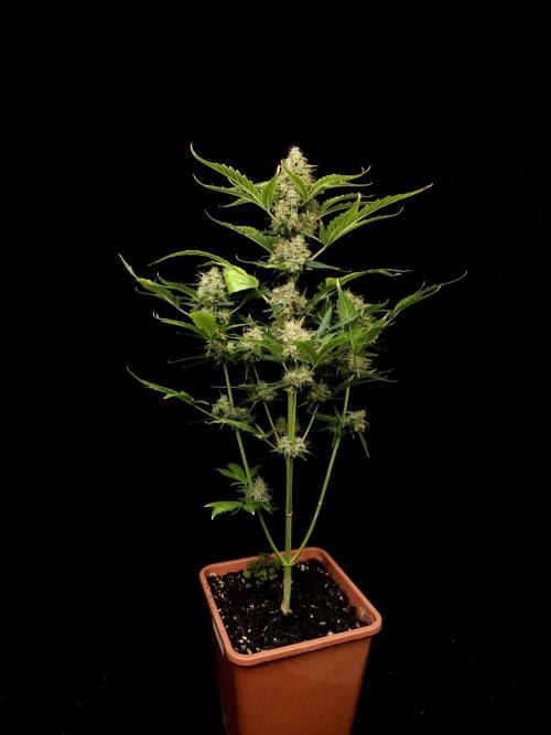 Zkittlez automatic. Week 10