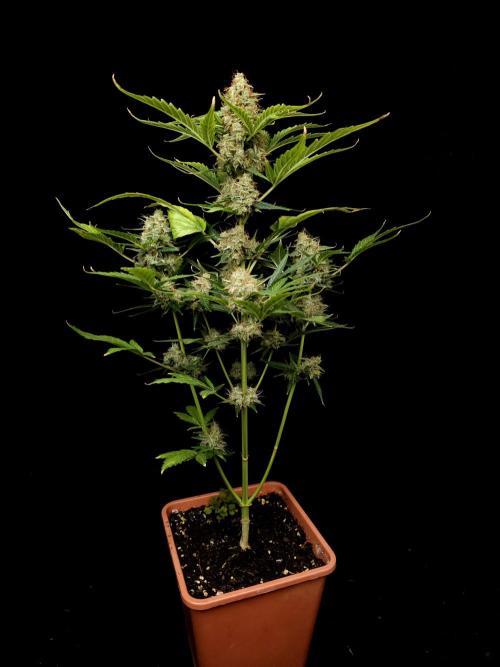 Zkittlez automatic. Week 10