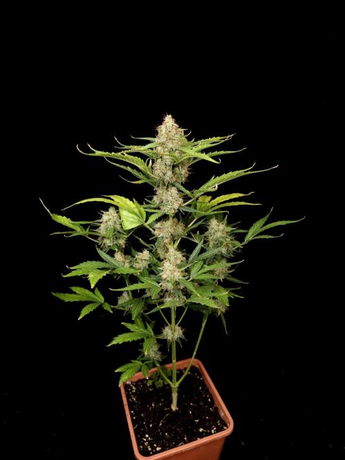 Zkittlez automatic. Week 10