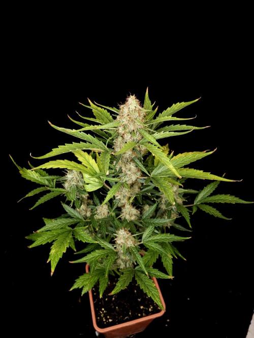 Zkittlez automatic. Week 10