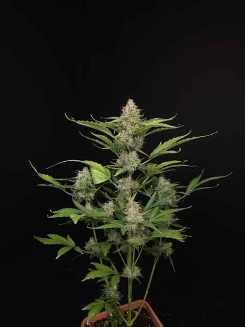 Zkittlez automatic. Week 10