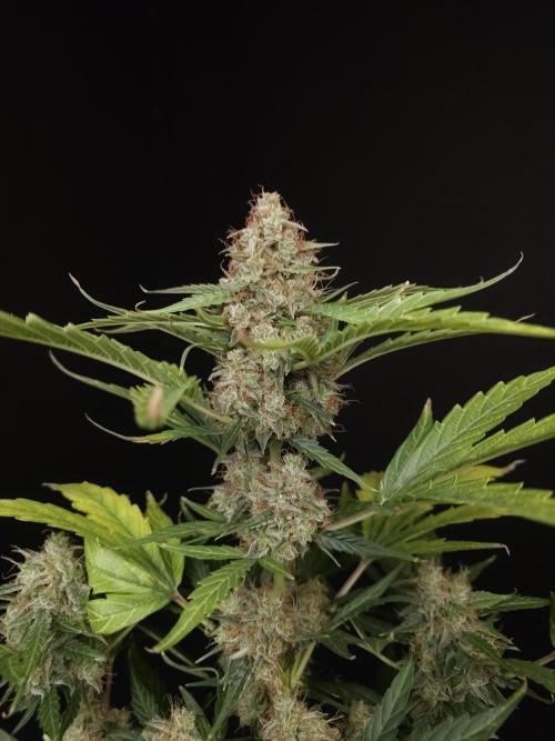 Zkittlez automatic. Week 10