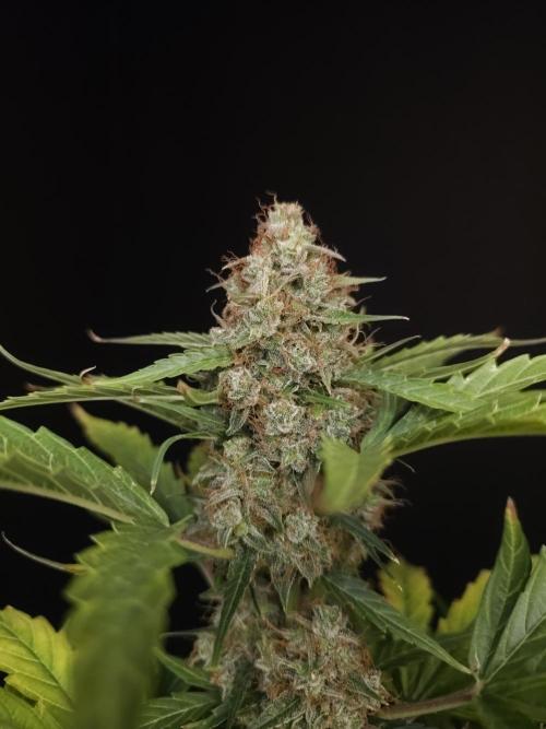Zkittlez automatic. Week 10