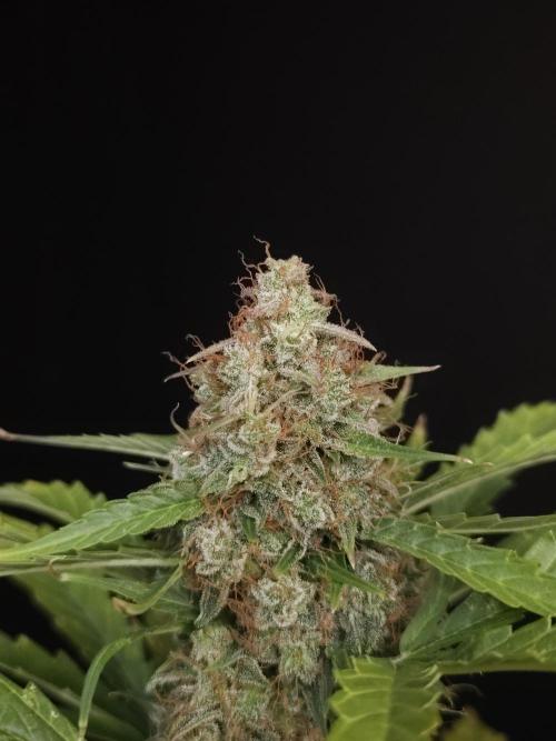 Zkittlez automatic. Week 10