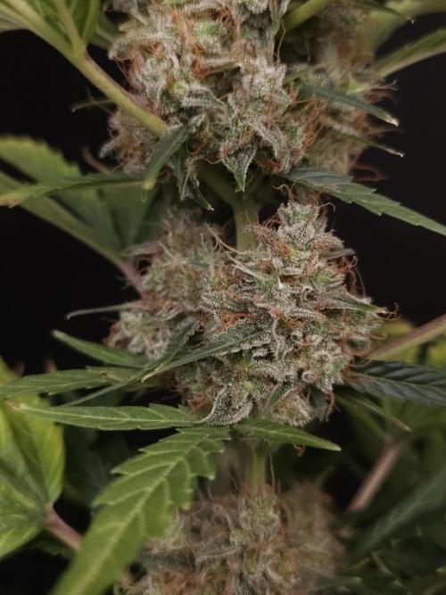 Zkittlez automatic. Week 10
