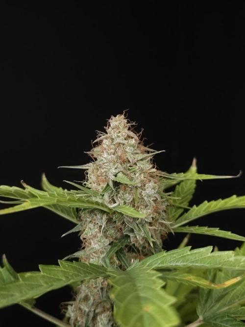 Zkittlez automatic. Week 10