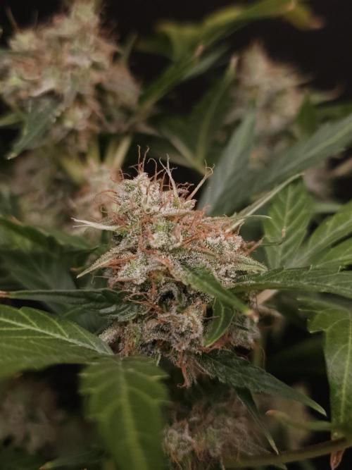 Zkittlez automatic. Week 10