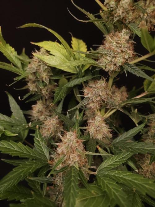 Zkittlez Automatic. Week 10