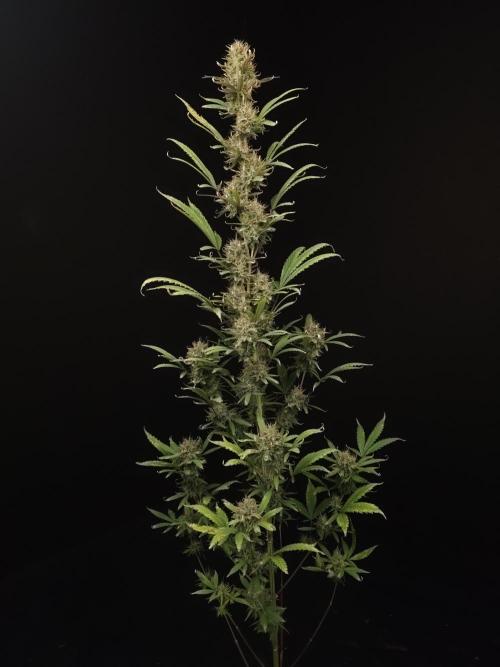 Zkittlez automatic 2. Week 10