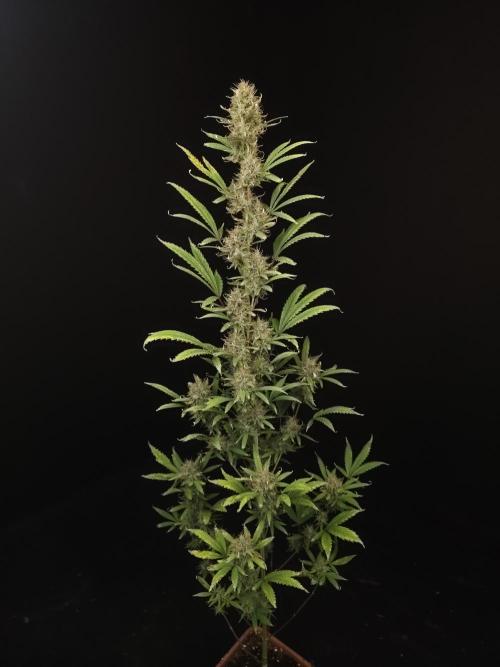 Zkittlez automatic 2. Week 10