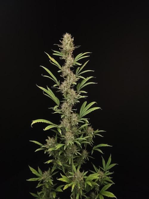 Zkittlez automatic 2. Week 10