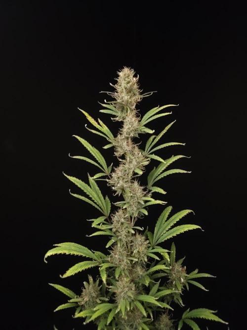 Zkittlez automatic 2. Week 10