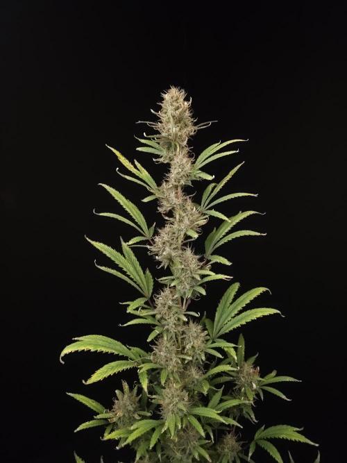 Zkittlez automatic 2. Week 10