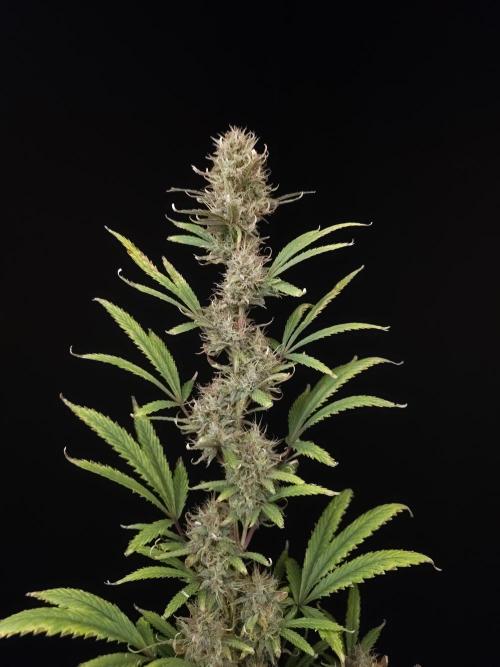 Zkittlez automatic 2. Week 10