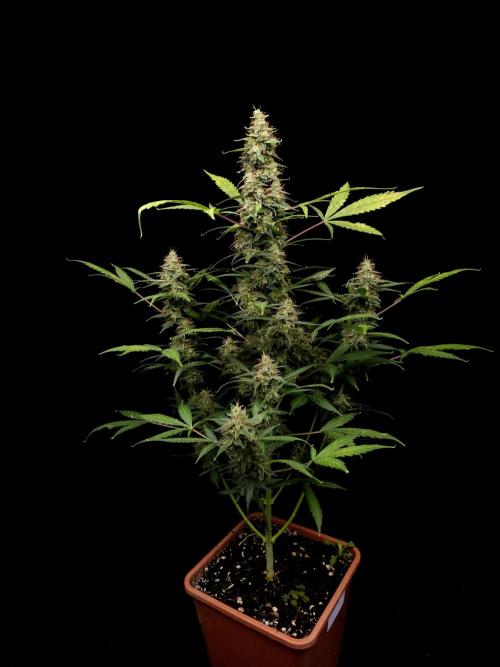 White widow auto. Week 10