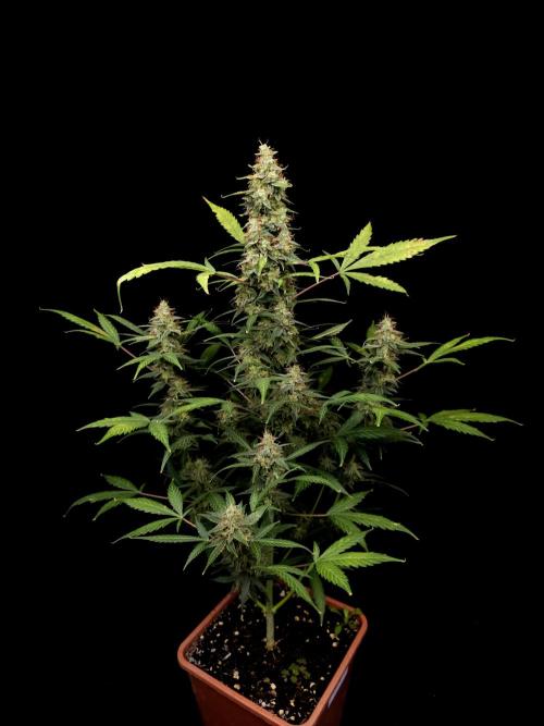 White widow auto. Week 10