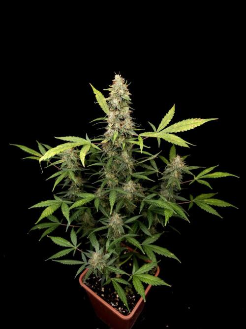 White widow auto. Week 10