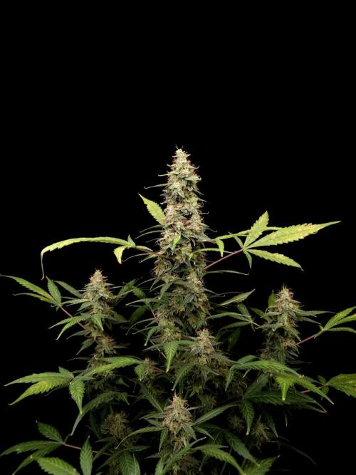 White widow auto. Week 10