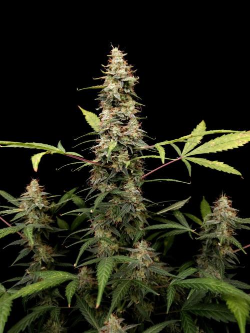 White widow auto. Week 10