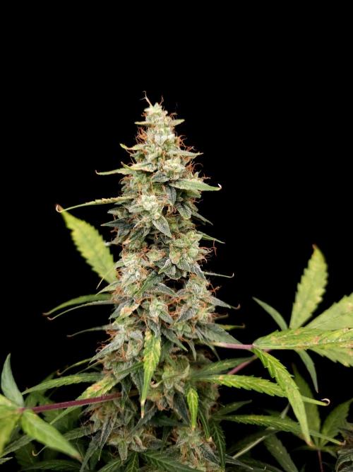 White widow auto. Week 10